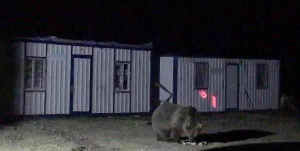 İki konteyner her gece ayıların istilasına uğruyor