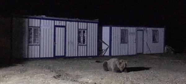 İki konteyner her gece ayıların istilasına uğruyor