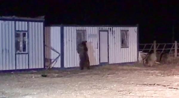 İki konteyner her gece ayıların istilasına uğruyor