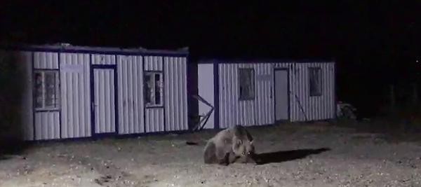 İki konteyner her gece ayıların istilasına uğruyor