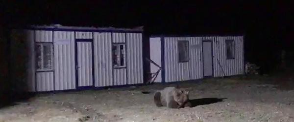 İki konteyner her gece ayıların istilasına uğruyor