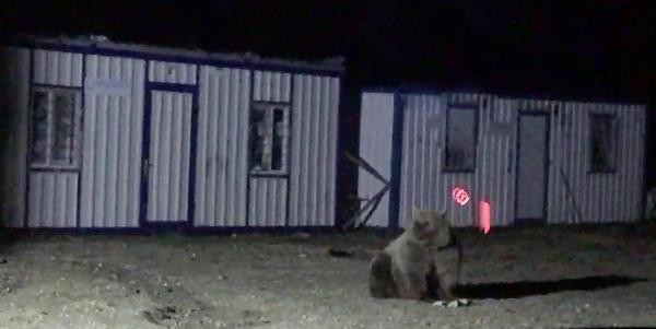 İki konteyner her gece ayıların istilasına uğruyor