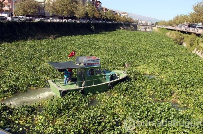 Asi Nehri'nde su sümbülleri çıktı