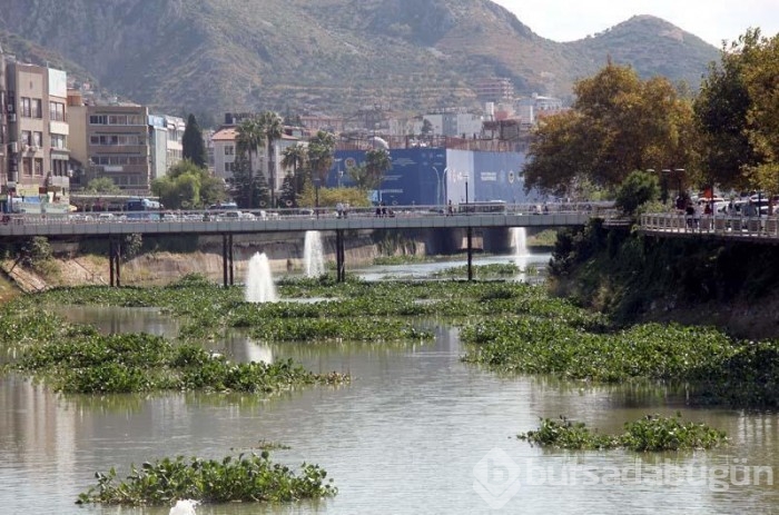 Asi Nehri'nde su sümbülleri çıktı