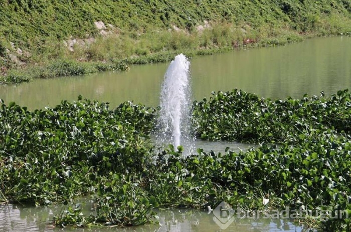 Asi Nehri'nde su sümbülleri çıktı