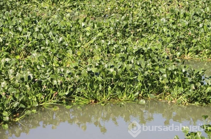 Asi Nehri'nde su sümbülleri çıktı