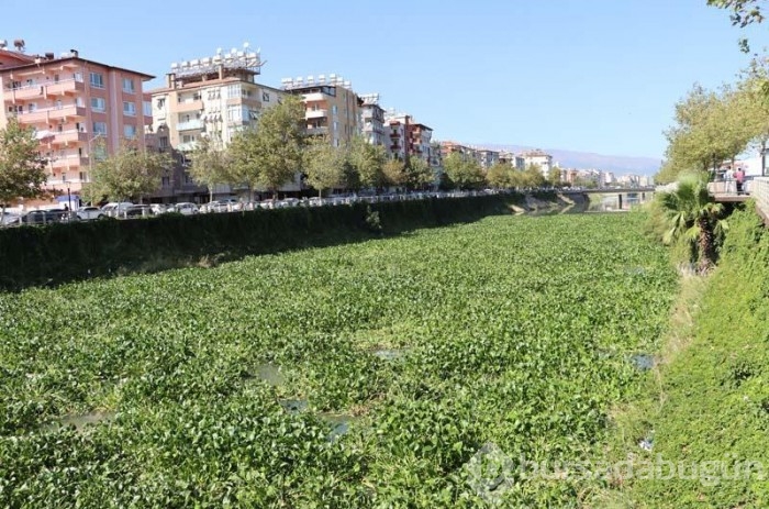 Asi Nehri'nde su sümbülleri çıktı