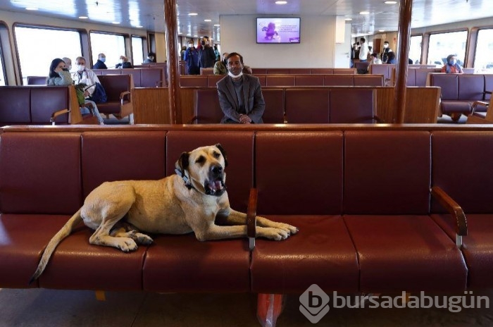 Gezgin köpek dünya gündeminde