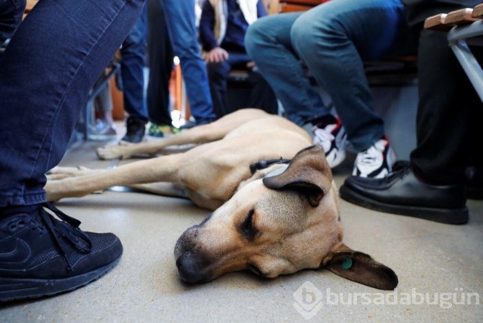 Gezgin köpek dünya gündeminde
