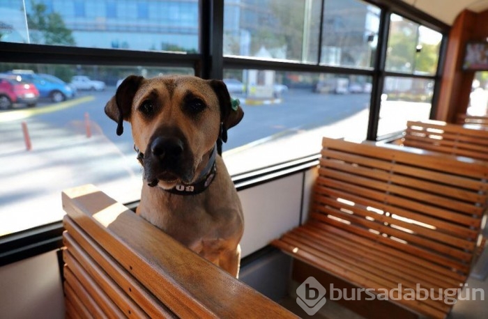 Gezgin köpek dünya gündeminde