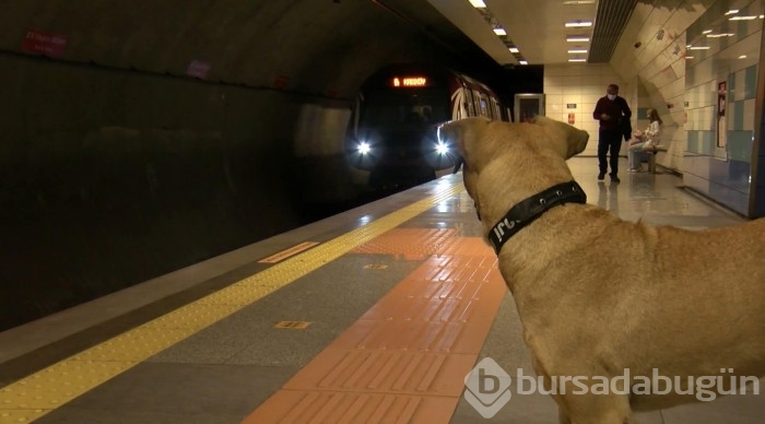Gezgin köpek dünya gündeminde
