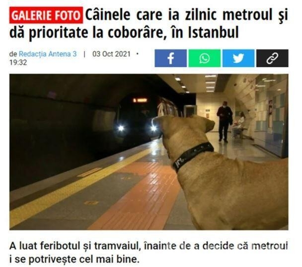 Gezgin köpek dünya gündeminde