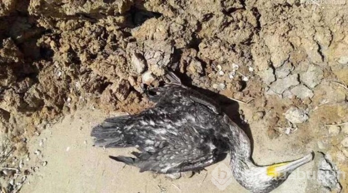 Gökyüzünden ölü kuşlar yağdı!