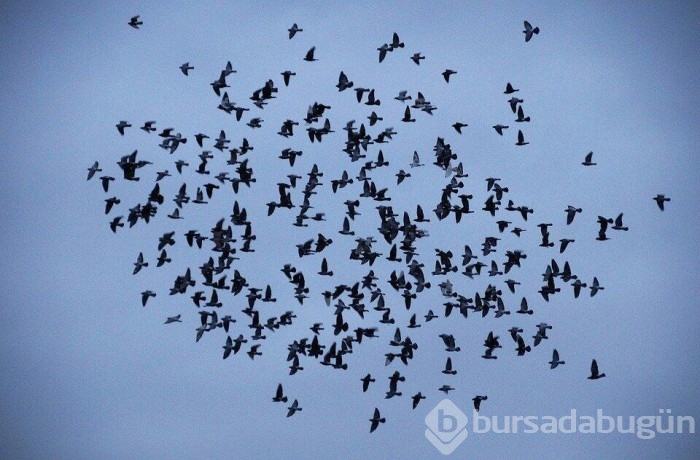 Gökyüzünden ölü kuşlar yağdı!