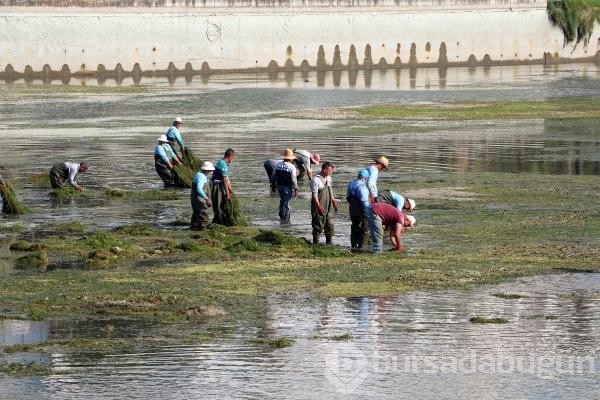 Seyhan Nehri, eski güzelliğine kavuştu...