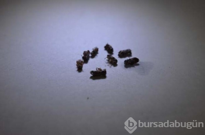 Türkiye'de ilk defa tespit edildi!