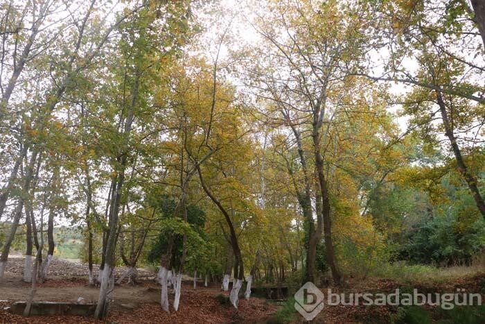 Yurdun dört bir yanından seyrine doyumsuz sonbahar manzaraları