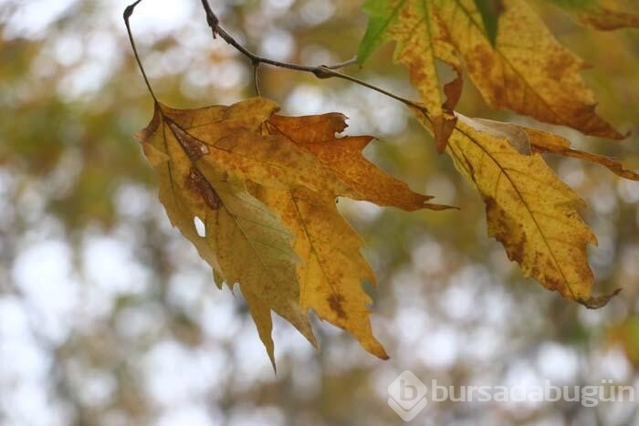 Yurdun dört bir yanından seyrine doyumsuz sonbahar manzaraları