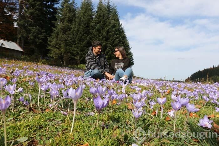 Pürenli Yaylası'nda renk cümbüşü yaşanıyor