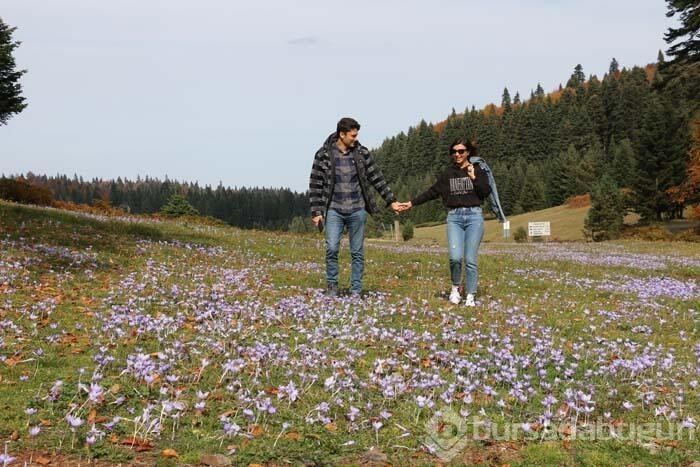Pürenli Yaylası'nda renk cümbüşü yaşanıyor