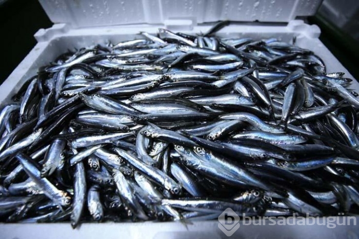 Karadeniz'de bulunan Kırklareli'nin Demirköy ilçesinde hamsi bereketi yaşanıyor!