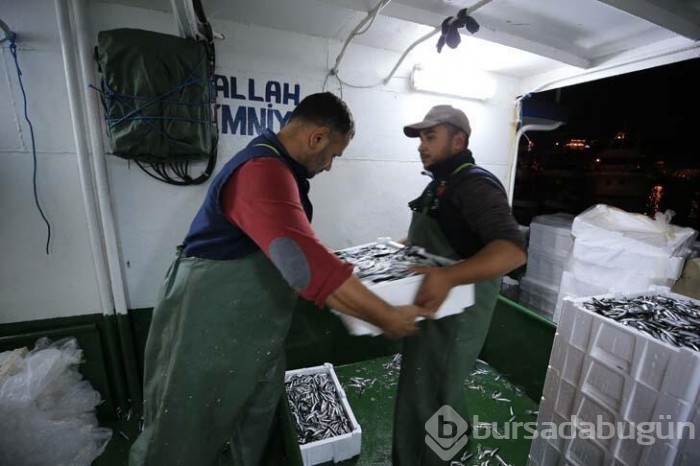 Karadeniz'de bulunan Kırklareli'nin Demirköy ilçesinde hamsi bereketi yaşanıyor!