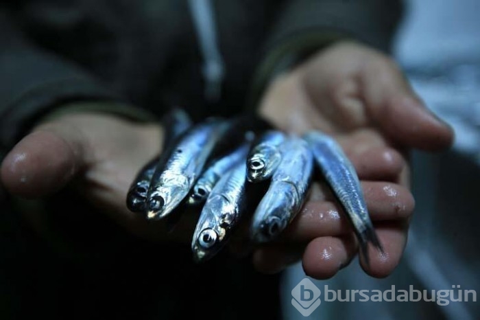 Karadeniz'de bulunan Kırklareli'nin Demirköy ilçesinde hamsi bereketi yaşanıyor!