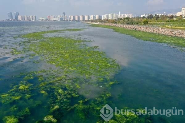 İzmir Körfezi'nde endişelendiren görüntü