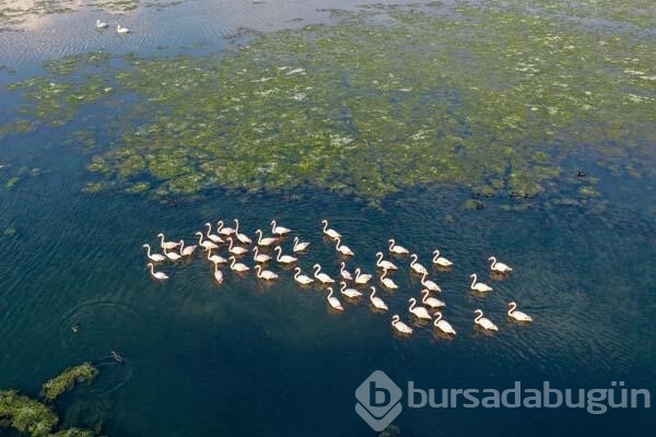 İzmir Körfezi'nde endişelendiren görüntü