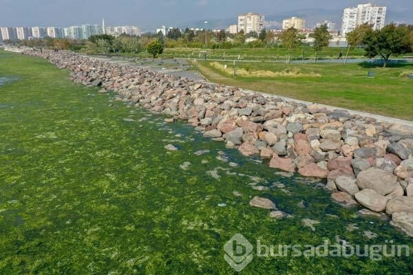 İzmir Körfezi'nde endişelendiren görüntü