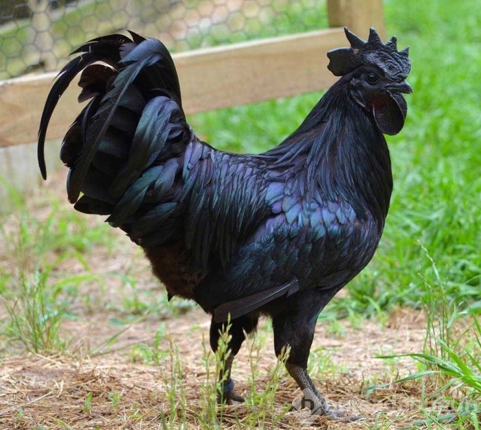 Dünyanın en renkli hayvanları göz kamaştırıyor...