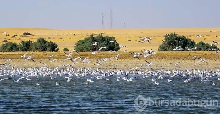 Mısır çölünde oluşan doğa harikası