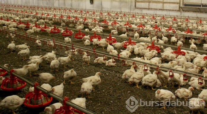 İngiltere'de kuş gribi alarmı!