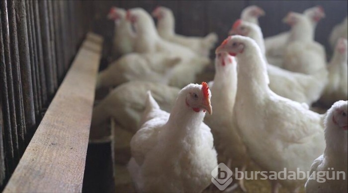 İngiltere'de kuş gribi alarmı!