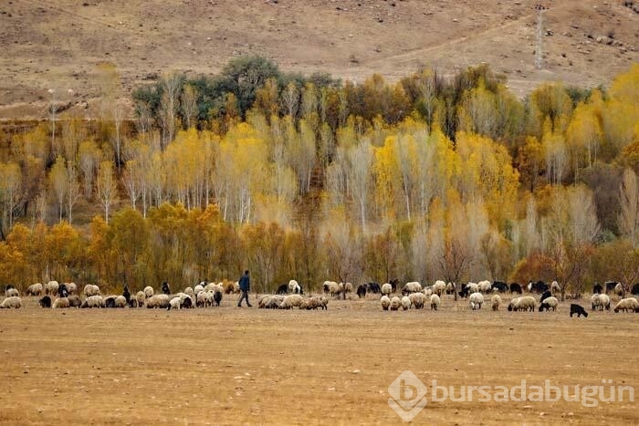 Van'da doğa sonbahar tonlarına büründü
