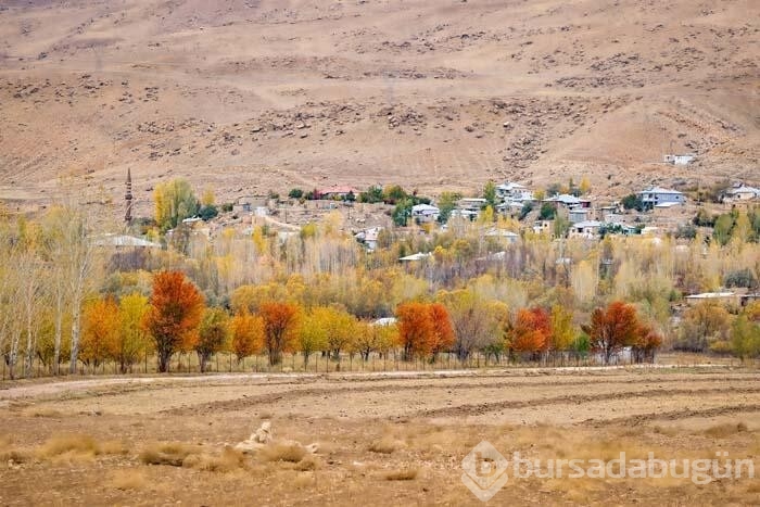 Van'da doğa sonbahar tonlarına büründü
