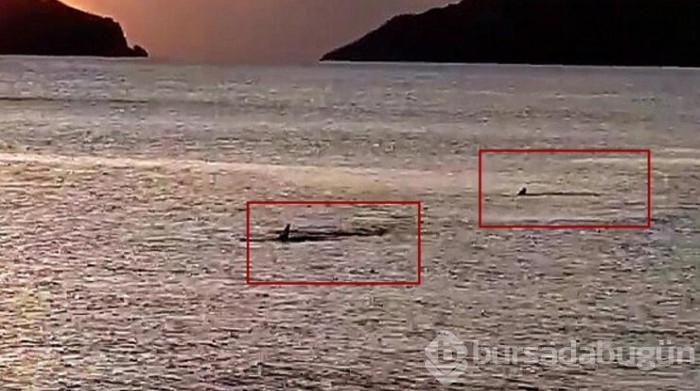 Muğla'da 3 metre mesafede 6 köpekbalığı görüldü...