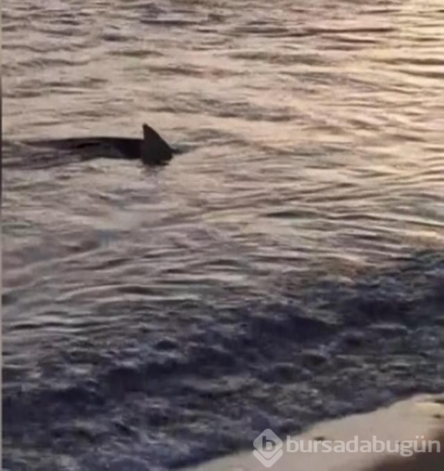 Muğla'da 3 metre mesafede 6 köpekbalığı görüldü...