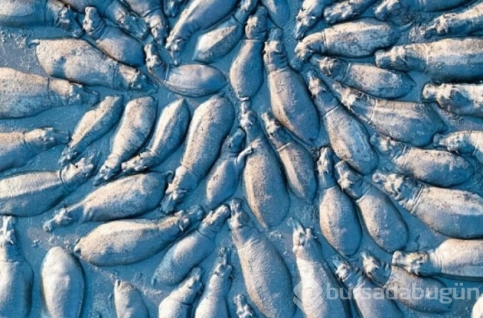 2021'in en iyi drone fotoğrafları