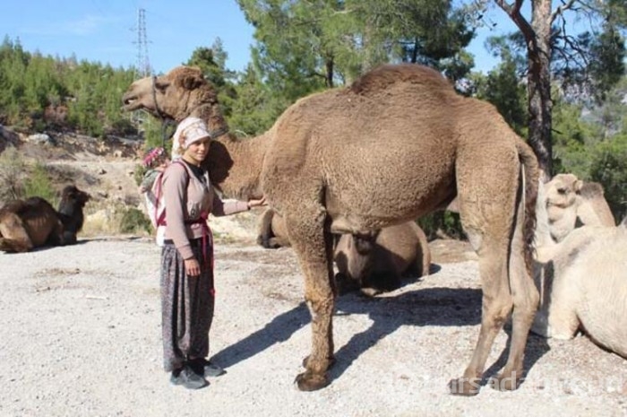 En küçük Yörük'ün ilk göç yolculuğu başladı 