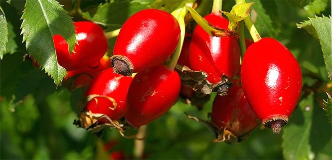 Sofradan eksik edilmeyecek kansızlık düşmanı 8 mucizevi besin!