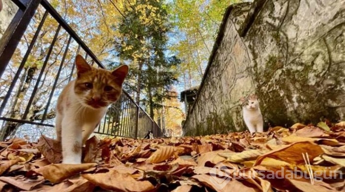 Yıldız Dağları ve Samandere Şelalesi'nde renk cümbüşü!
