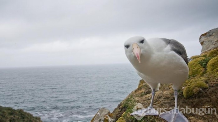İklim krizi nedeniyle albatrosların 'boşanma' oranı arttı
