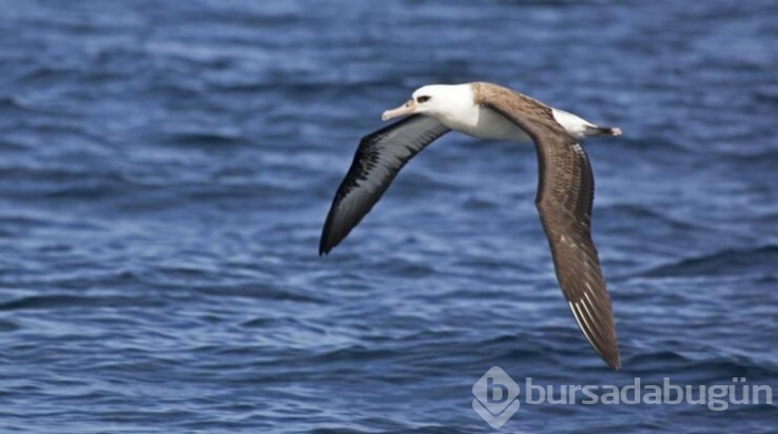 İklim krizi nedeniyle albatrosların 'boşanma' oranı arttı
