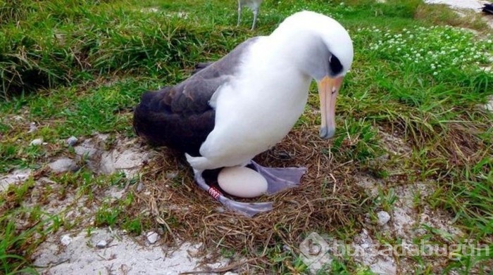 İklim krizi nedeniyle albatrosların 'boşanma' oranı arttı
