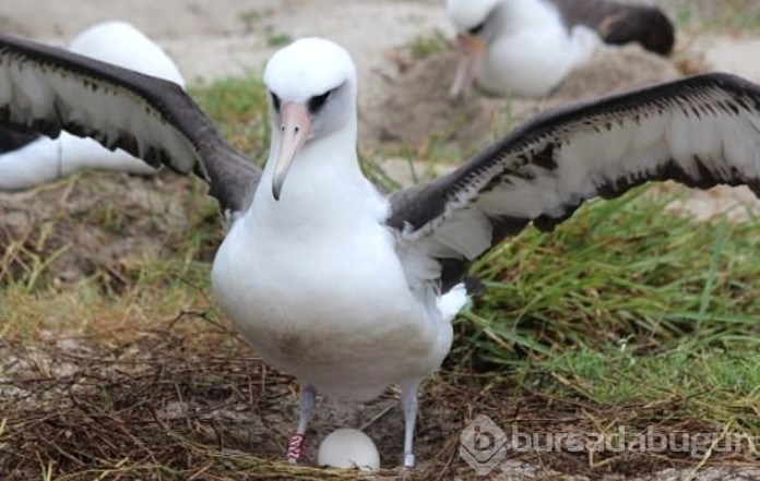 İklim krizi nedeniyle albatrosların 'boşanma' oranı arttı
