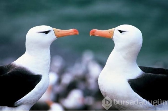 İklim krizi nedeniyle albatrosların 'boşanma' oranı arttı
