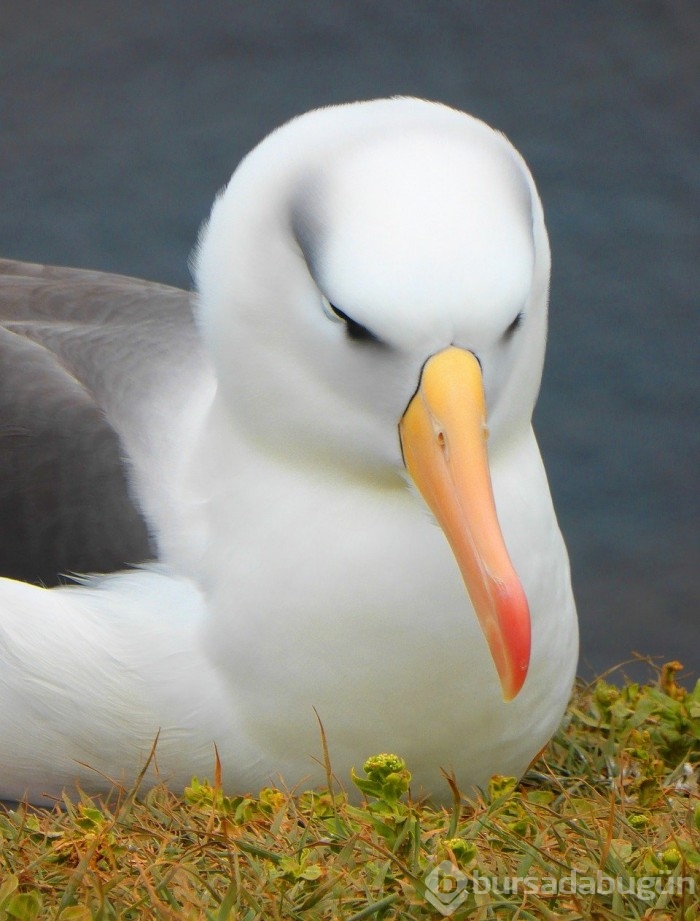 İklim krizi nedeniyle albatrosların 'boşanma' oranı arttı
