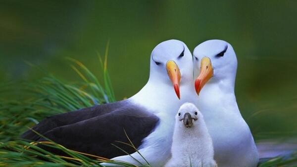 İklim krizi nedeniyle albatrosların 'boşanma' oranı arttı
