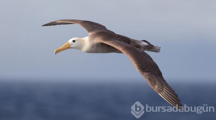 İklim krizi nedeniyle albatrosların 'boşanma' oranı arttı
